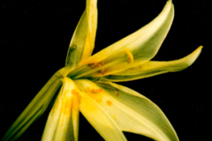 welt_6